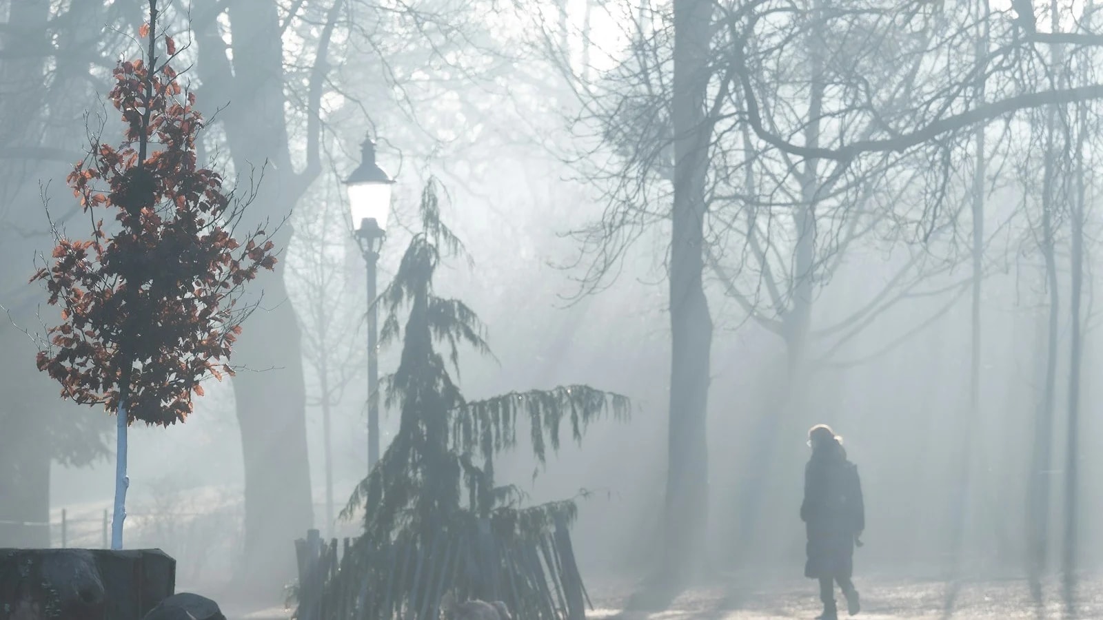 A person walking alone through a misty park in the morning light